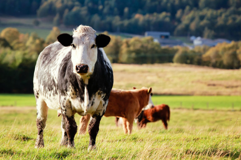 A cow on healthy grassland