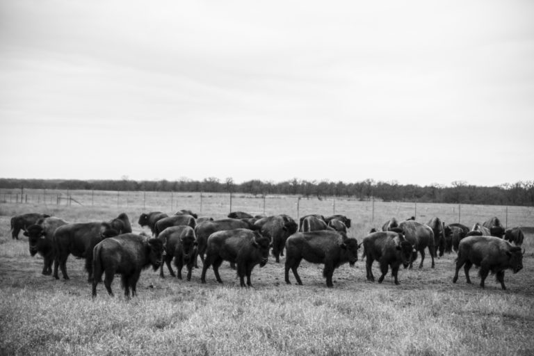 Not all grazing is the same: the many differences between holistic planned grazing and high density stock grazing