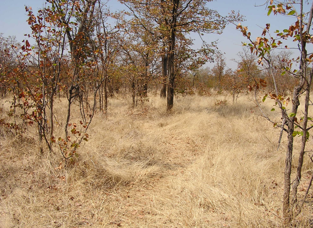 Zimbabwe (after)