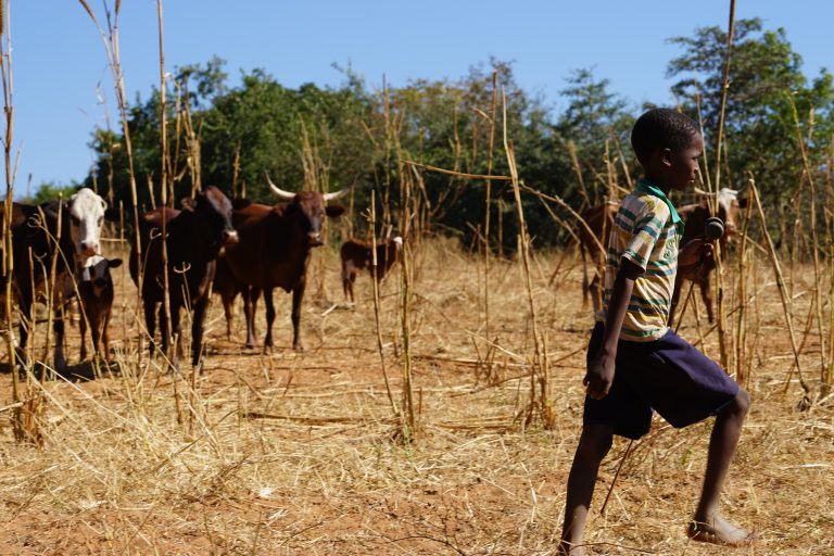 An African child walks in front of cattle