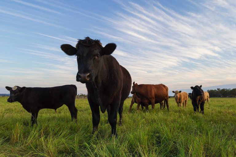 Beef cattle grazing Harvey WA