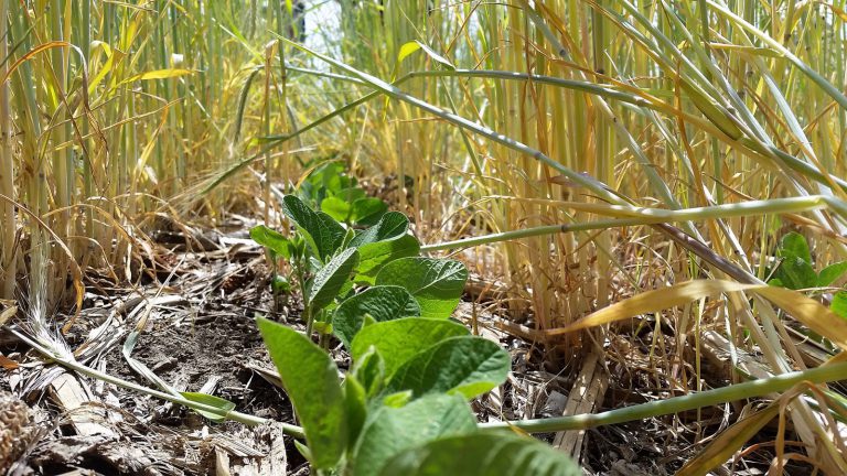 Soybeans-coming-up-in-a-rye-cover-crop.-Photo-by-Lander-Legge-for-USDA-Natural-Resources-Conservation-Service-NRCS.-1