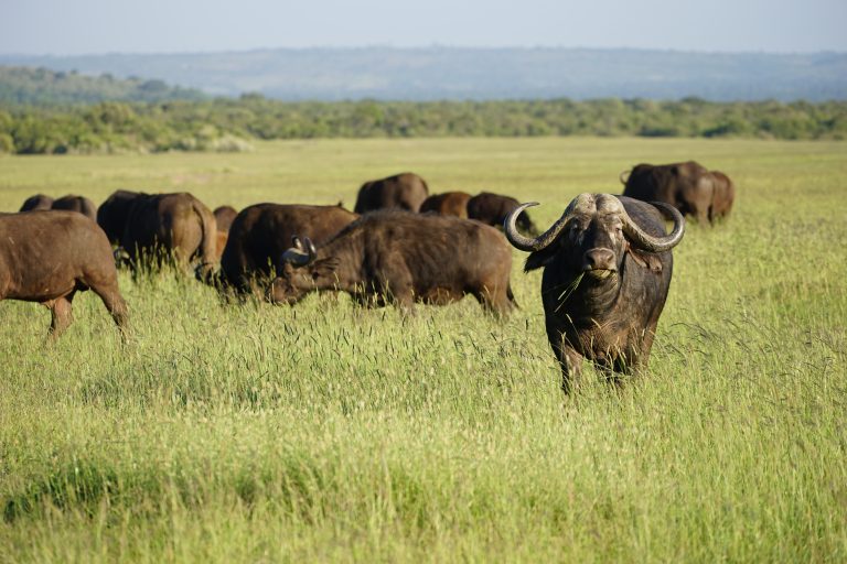 buffalo in Kenya
