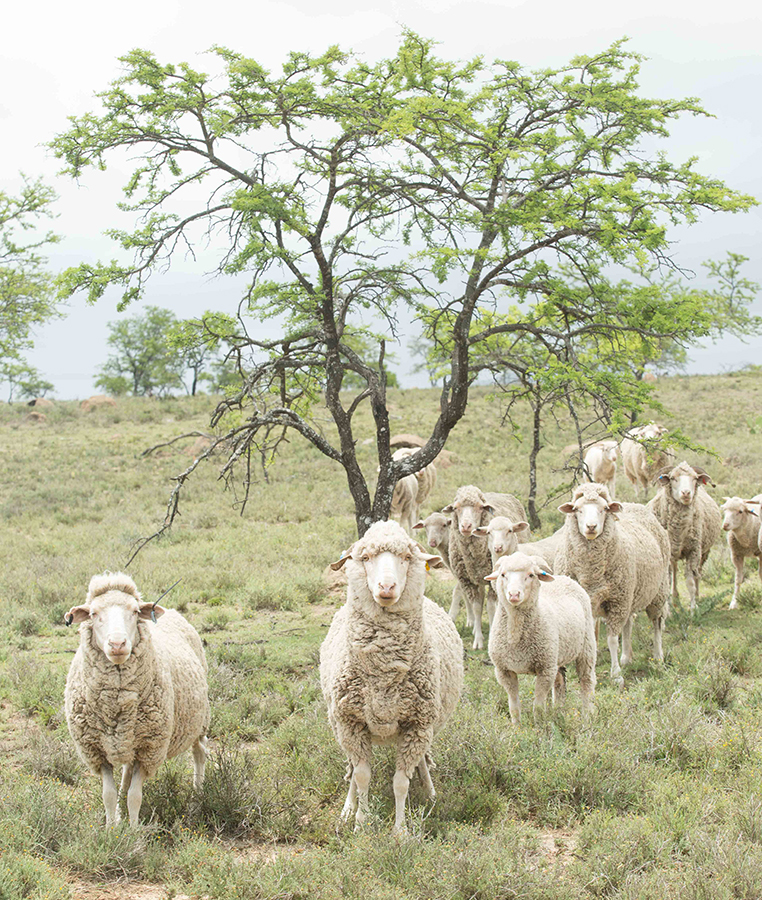 south african wool sheep