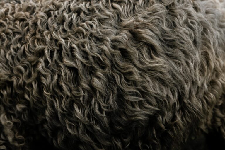 Closeup of sheep's wool