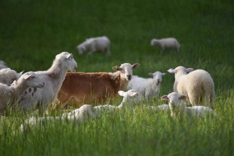 Sheep herd in green pasture