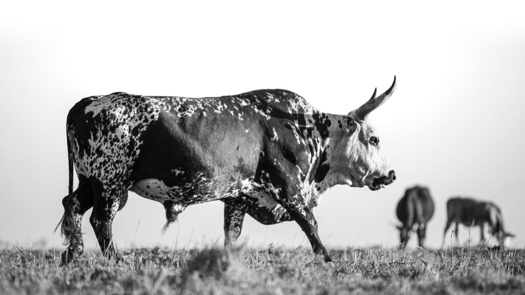 Etienne Oosthuizen - Etienne Oosthuizen Nguni-003_April 10, 2015 (faded)