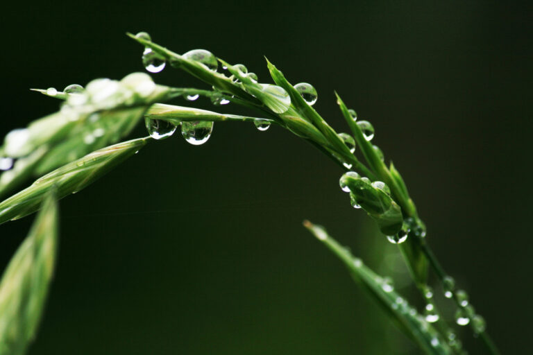 Water droplets on a close-up of grass