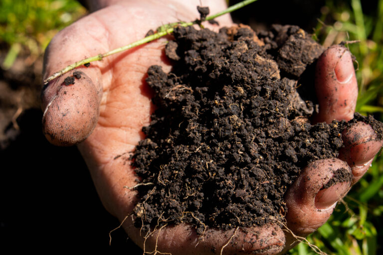 Fertile soil in hands