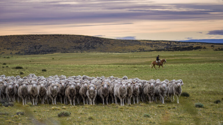 Gaucho herding a flock of sheep