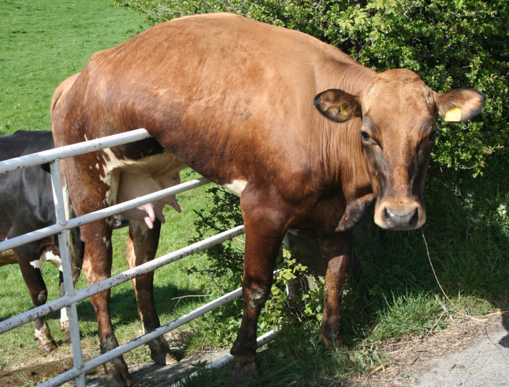 A cow stuck on top of a fence