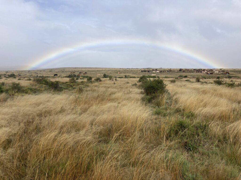 A rainbow over a pasture