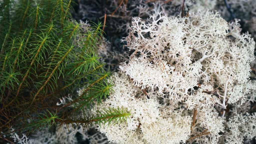 Lichen