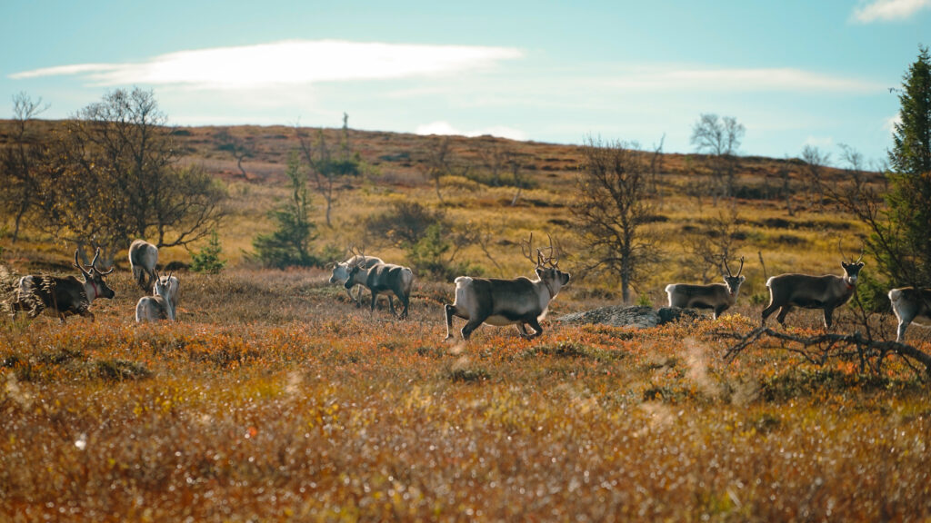 Reindeer on the Sámi land in Sweden
