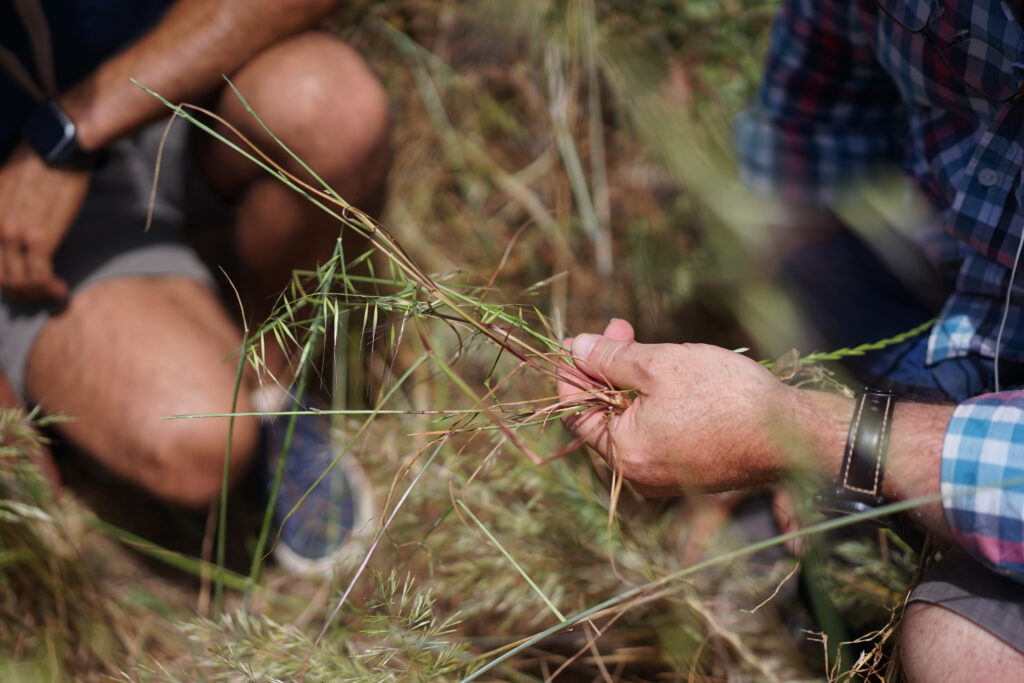 Grass in hand