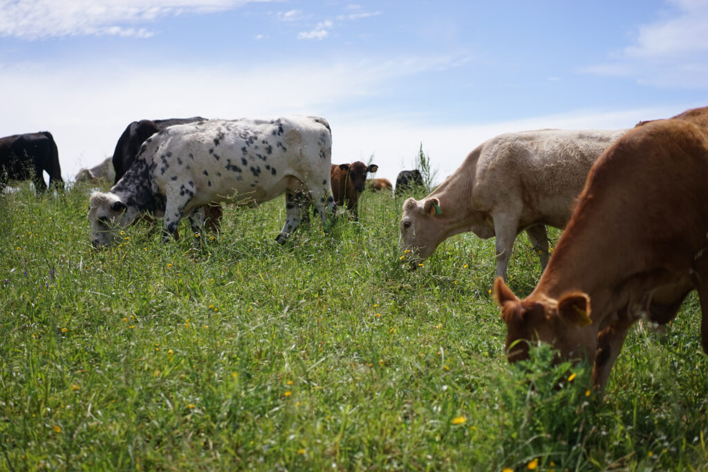 Cattle grazing a pasture in Portugal