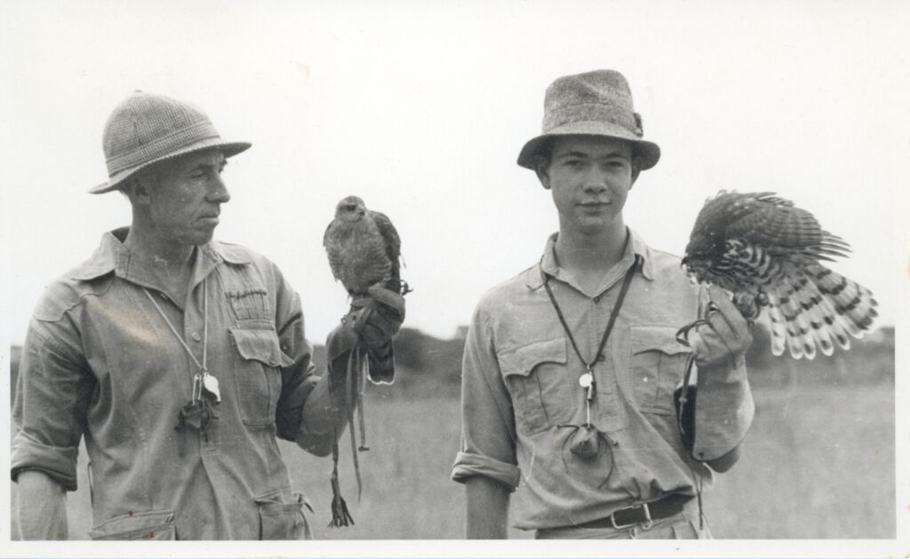 Allan falconry