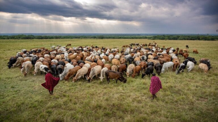 Kenya Maasai herd